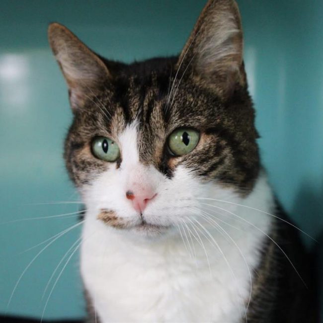 Oops - Chat Européen à adopter