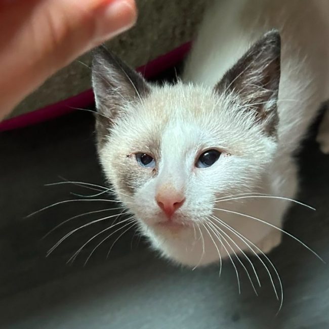 Grispoil - Chat Européen à adopter