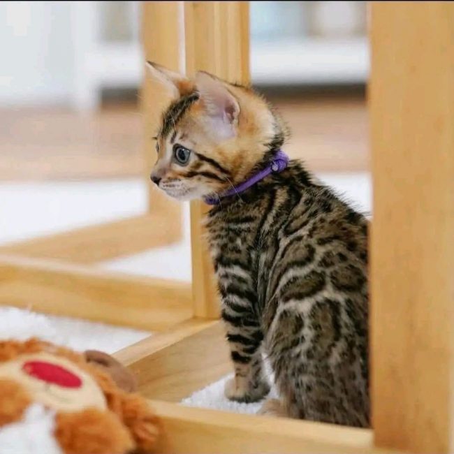 Rony - Chat Bengal à adopter