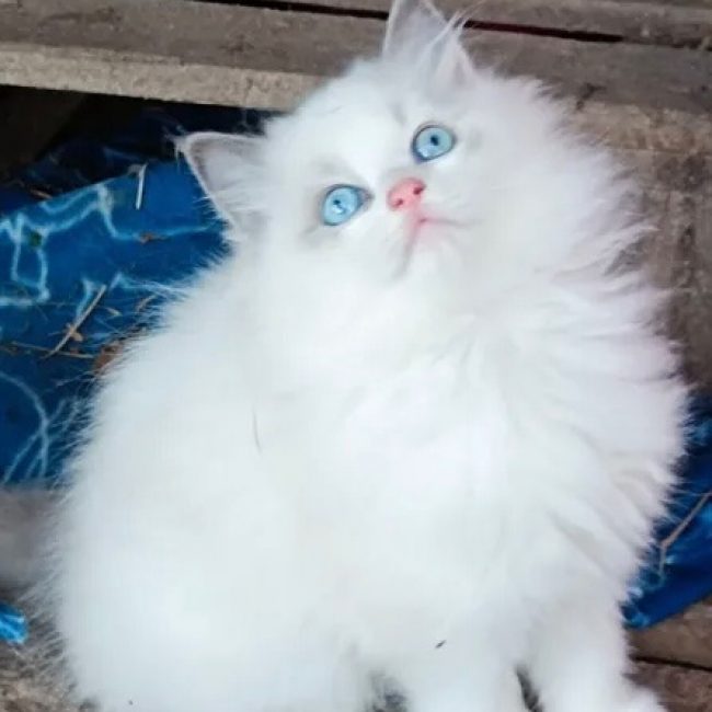Stella