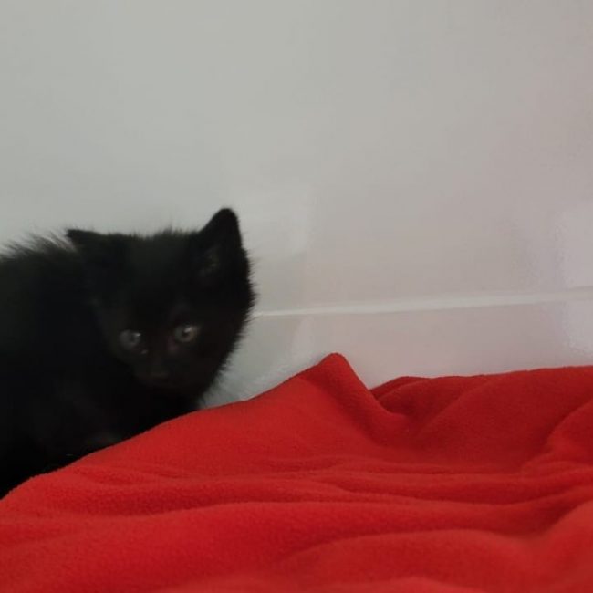 Paolo - Chat Européen à adopter