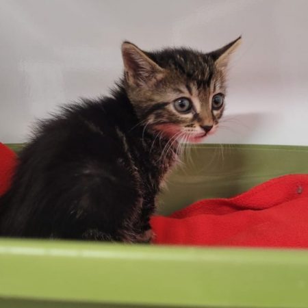 Alberto - Chat Européen à adopter