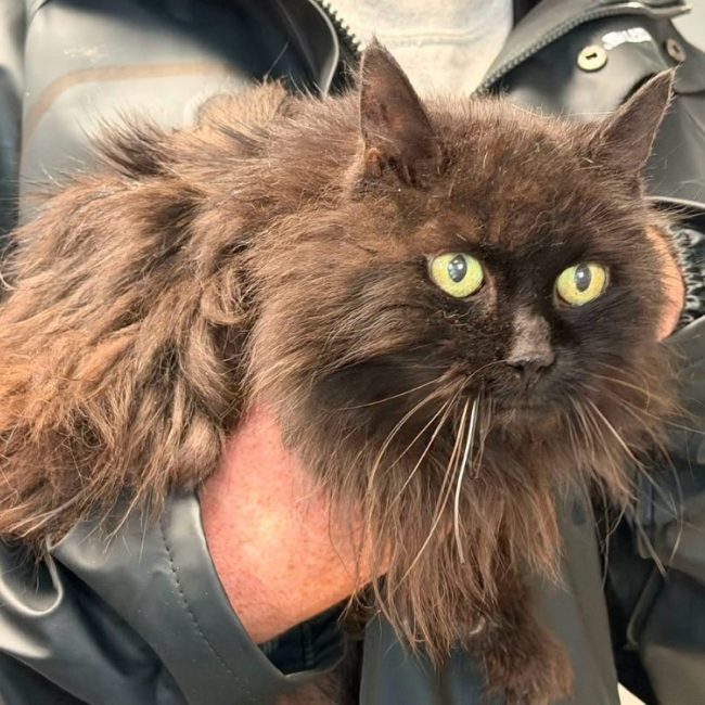 Phimo - Chat Angora Turc à adopter