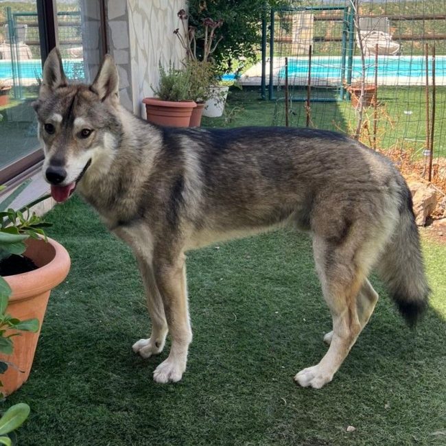 Siri - Chien Husky Sibérien à adopter