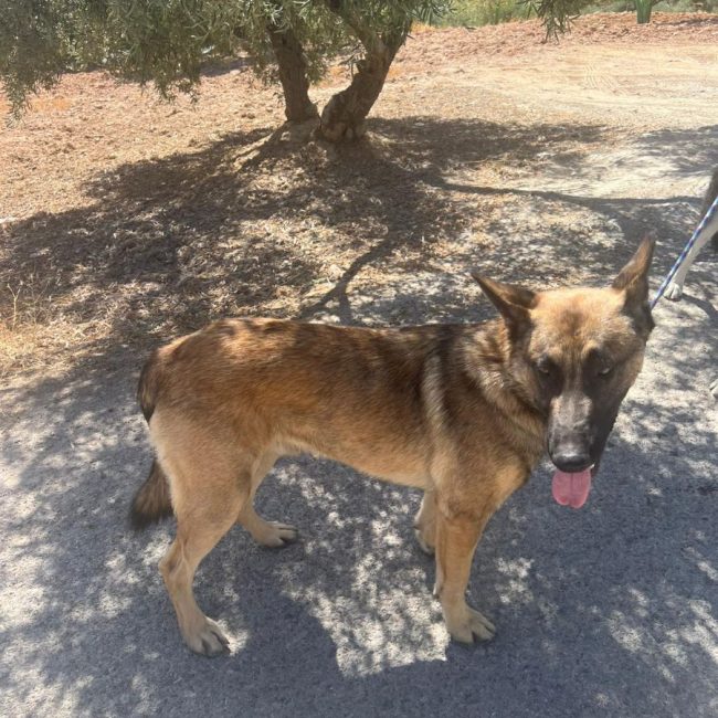 Nero - Chien Berger Allemand à adopter