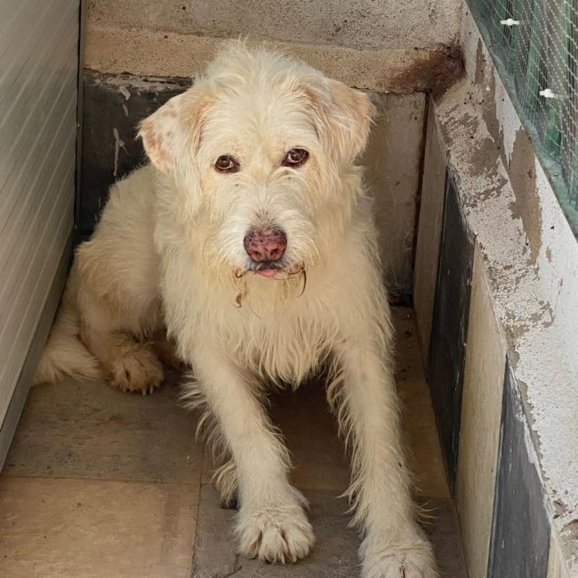 Guirnalda - Chien à adopter