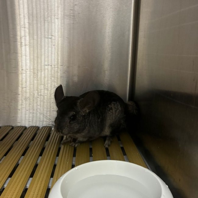 Azote - Rongeur Chinchilla à adopter