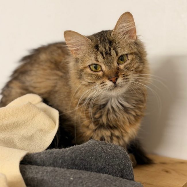 Mabel - Chat Européen à adopter