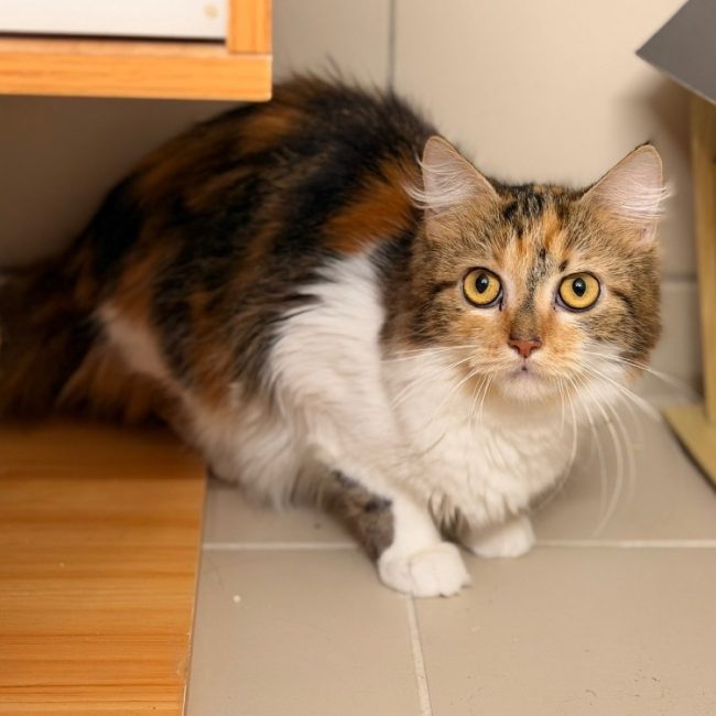 Gréta - Chat Européen à adopter