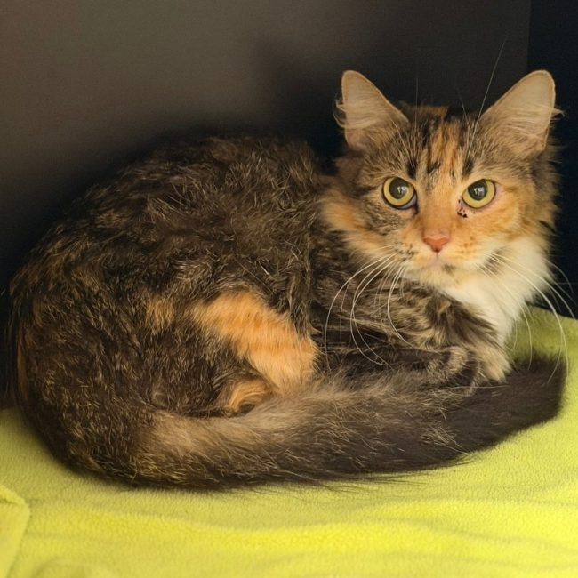 Malibu - Chat Européen à adopter