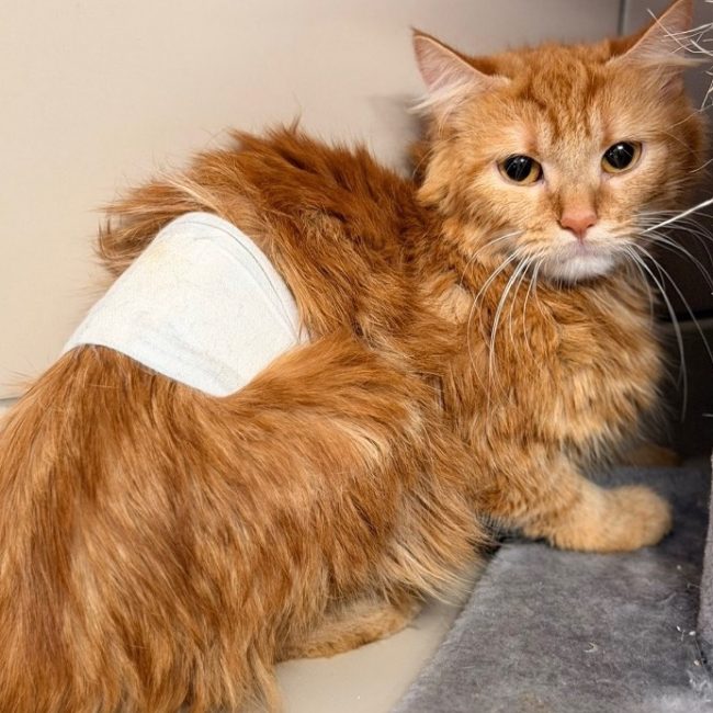 Lilo - Chat Européen à adopter