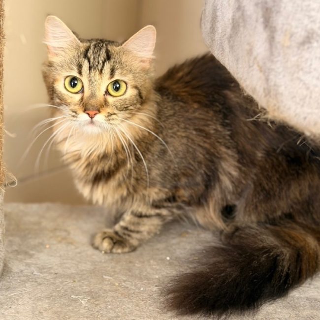 Lisa - Chat Européen à adopter