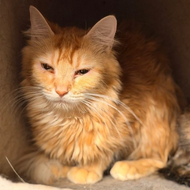 Ibana - Chat Européen à adopter