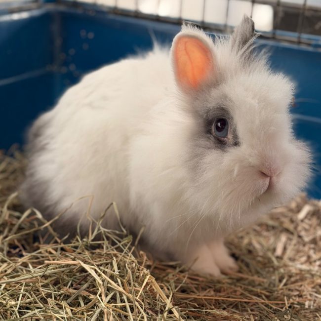 Pinpin - Rongeur Lapin à adopter
