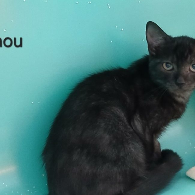 Tinou - Chat Européen à adopter