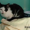 Kimba