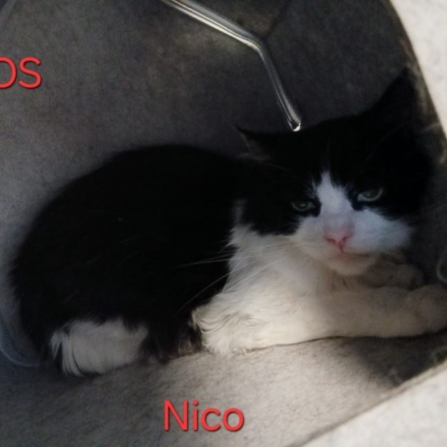 Nico - Chat Européen à adopter