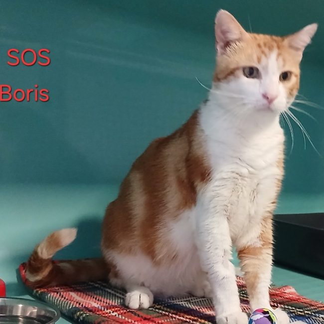Boris - Chat Européen à adopter