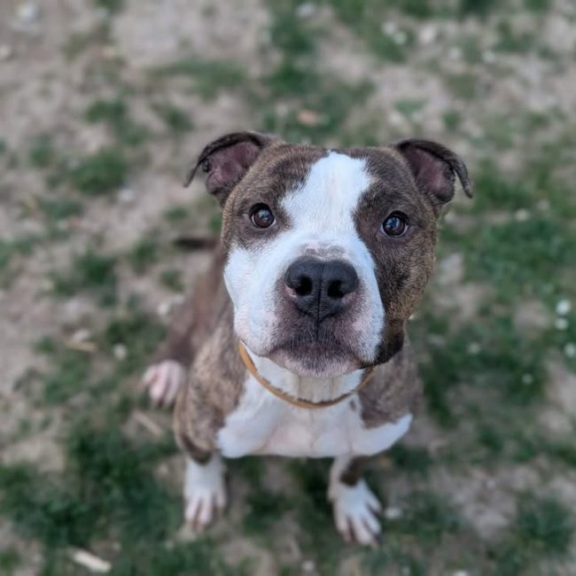 Tay'son - Chien à adopter