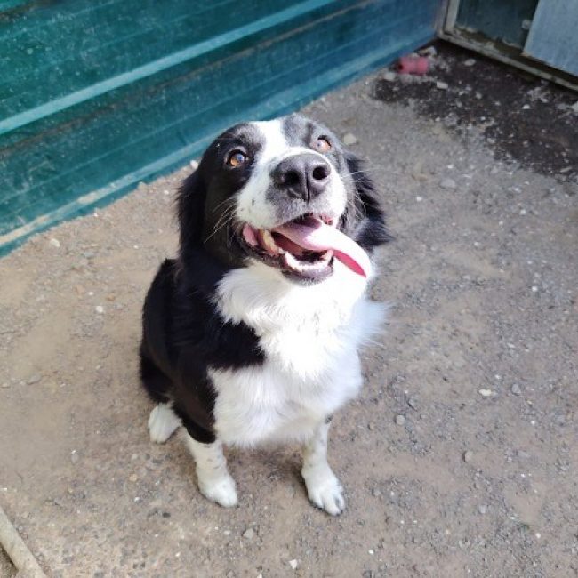 Loki - Chien Border Collie à adopter