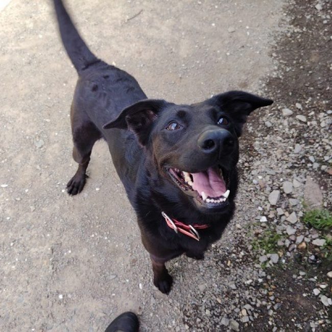 Hasta - Chien à adopter