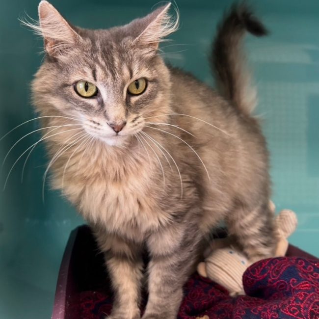 Nuage - Chat Européen à adopter