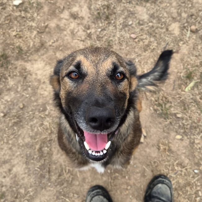 Malice - Chien Berger Belge Malinois à adopter