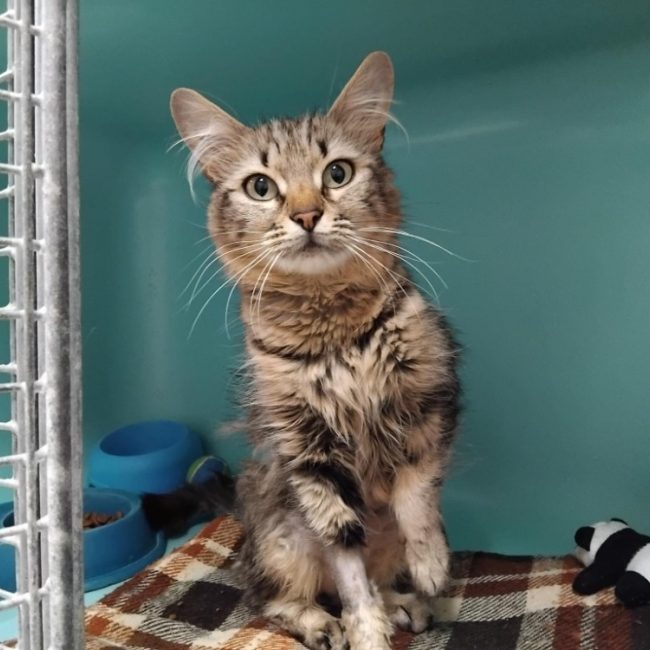 Princesse - Chat Européen à adopter