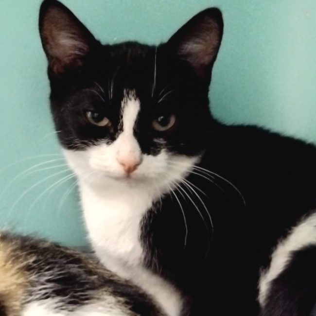 Happy - Chat Européen à adopter