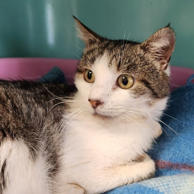 Miaoudamour - Chat Européen à adopter