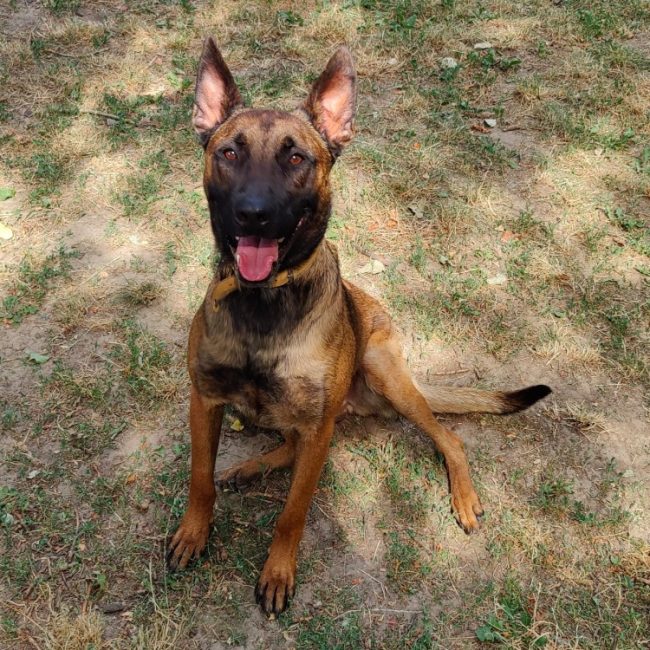 Bruno - Chien à adopter
