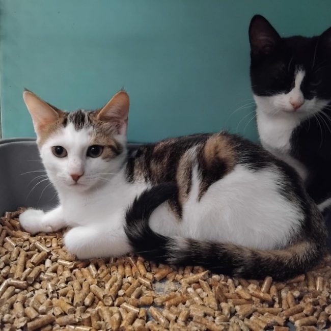 Tao - Chat Européen à adopter
