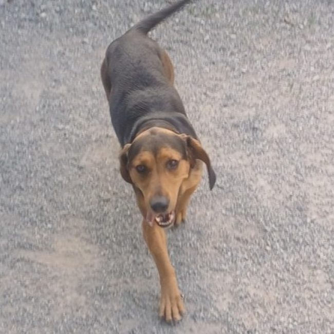 Bella - Chien Bruno du Jura à adopter