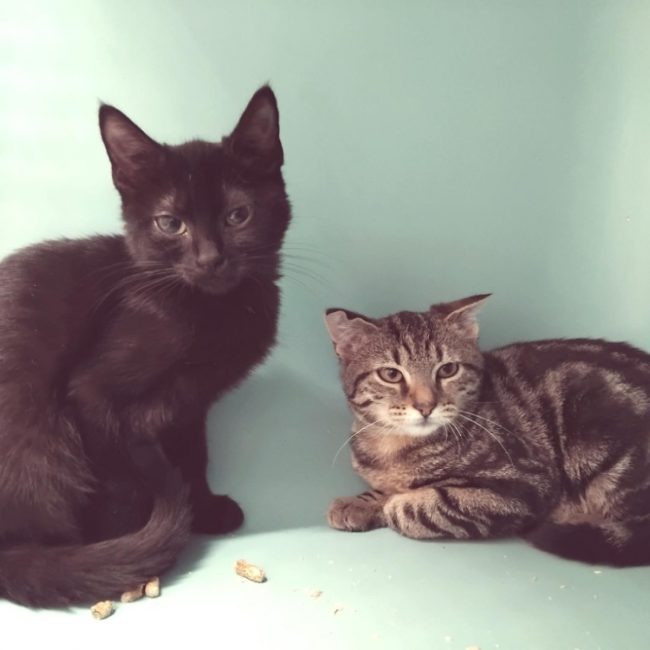 Pupetta - Chat Européen à adopter
