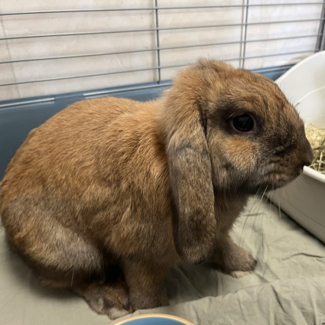Cookie - Rongeur Lapin à adopter