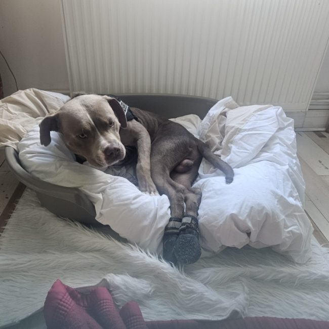 Pacha - Chien à adopter