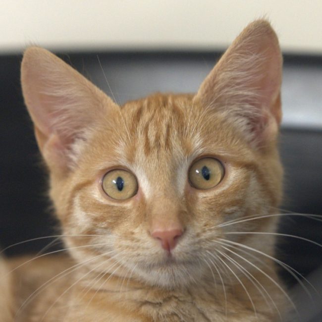 Felindra