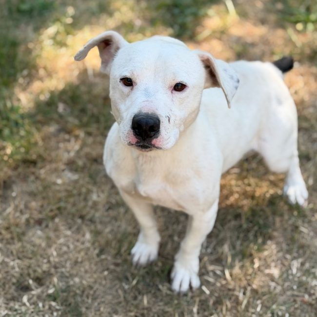 Socrate - Chien à adopter
