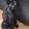 Salem