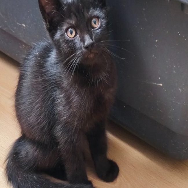 Salem - Chat Européen à adopter