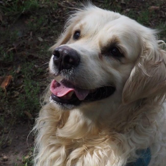 Kovu - Chien à adopter