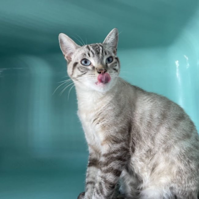 Oreo - Chat Européen à adopter