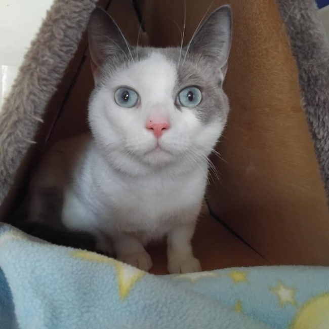 Iros - Chat Européen à adopter