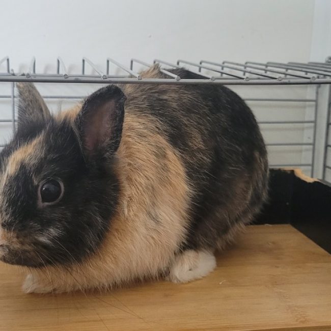 Titouf - Rongeur Lapin à adopter