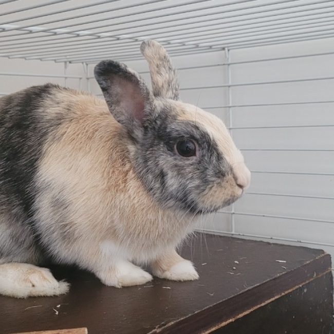 Caramel - Rongeur Lapin à adopter