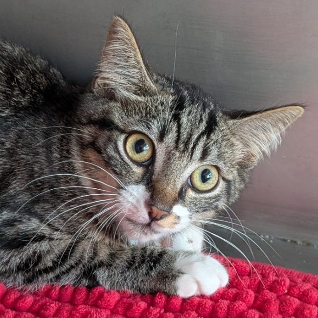 Pudding - Chat Européen à adopter