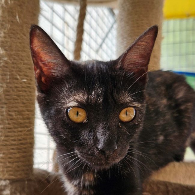 Coccinelle - Chat Européen à adopter