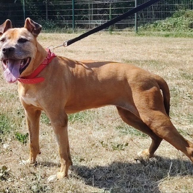 Mamie pink - Chien Bouledogue Américain à adopter