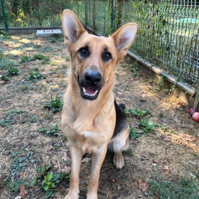Sweet - Chien Berger Allemand à adopter