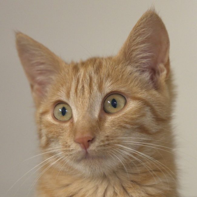 Tigresse - Chat Européen à adopter